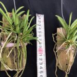 trichoglottis-triflora