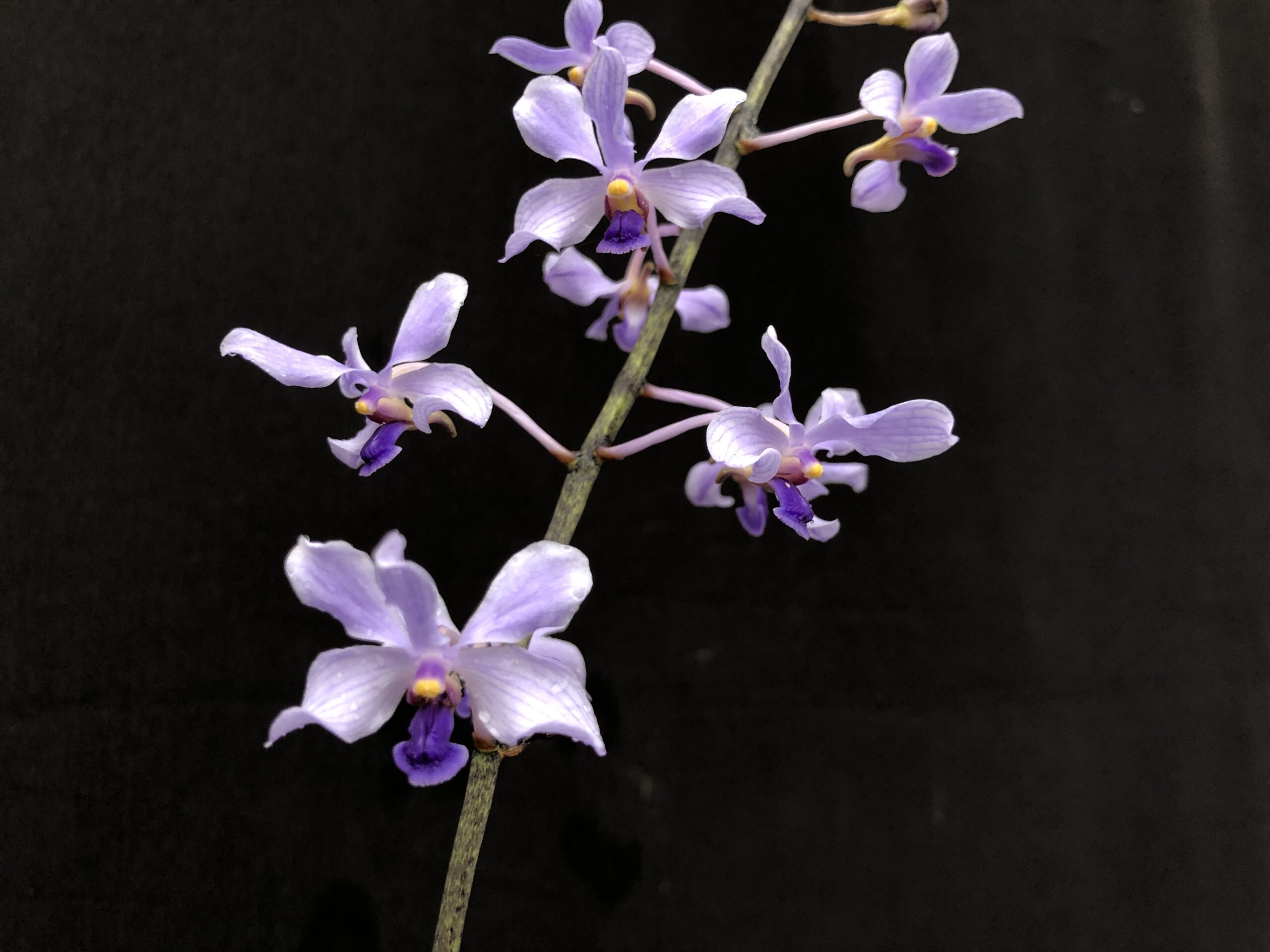 v-coerulescens