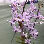 v-coerulescens