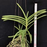 v-coerulescens
