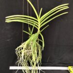 v-coerulescens