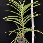 v-coerulescens