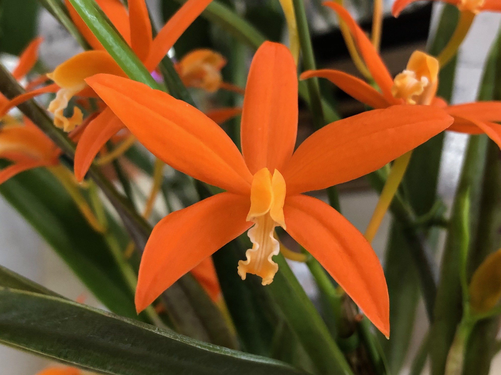 c-harpophylla-sendai