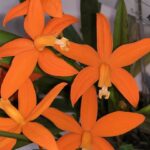 c-harpophylla-sendai