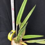 c-harpophylla-sendai