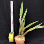 c-harpophylla-sendai