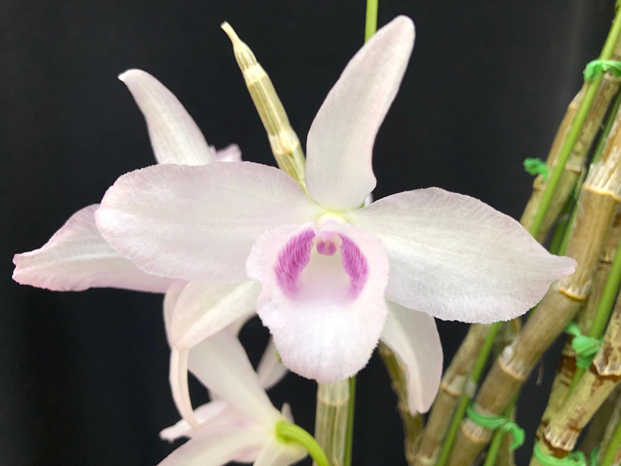 den-anosmum-huttonii