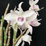 den-anosmum-huttonii