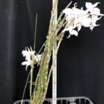 den-anosmum-huttonii