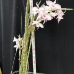 den-anosmum-huttonii