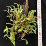 eria-sp