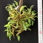 eria-sp