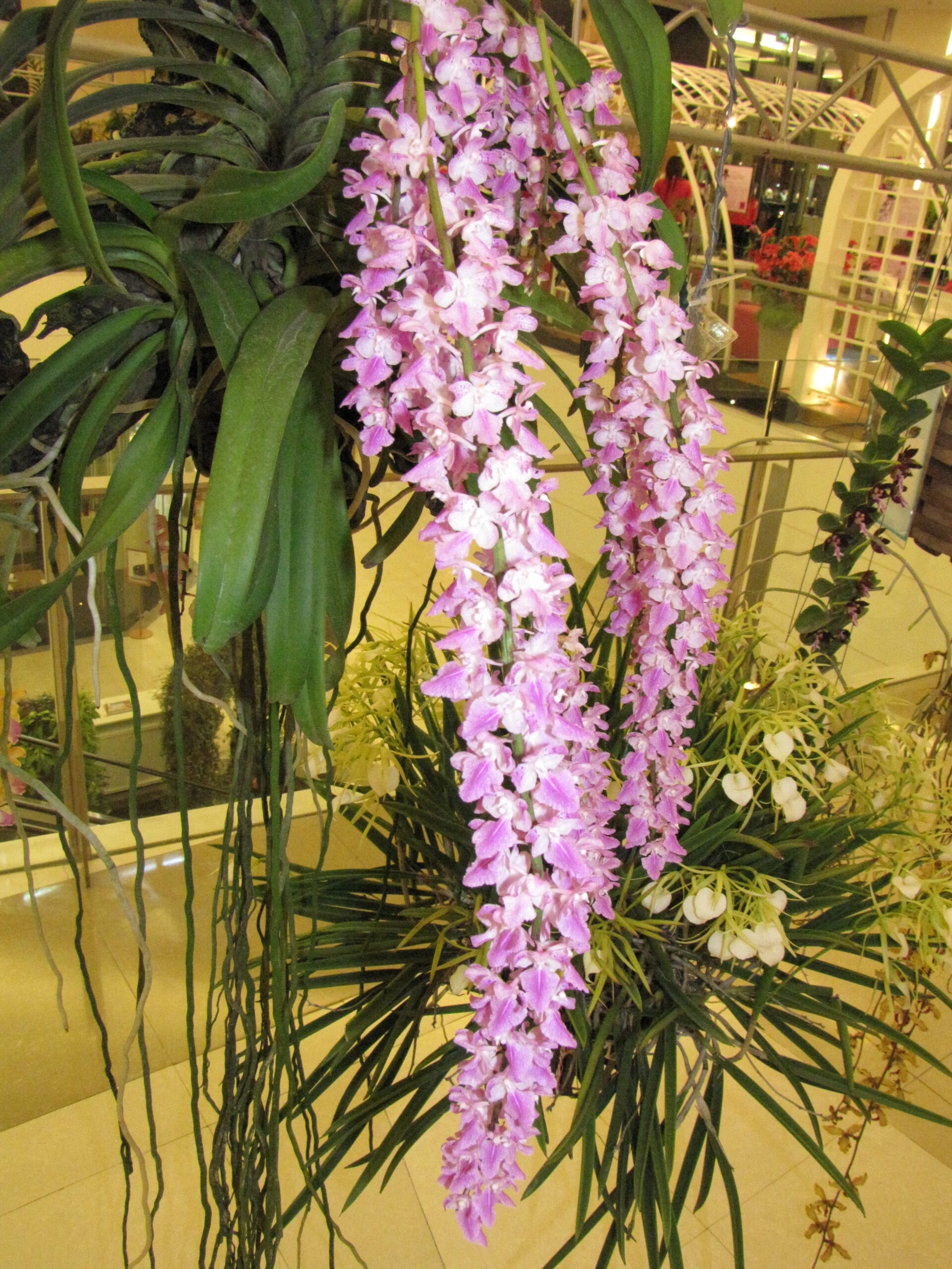 aerides-rosea