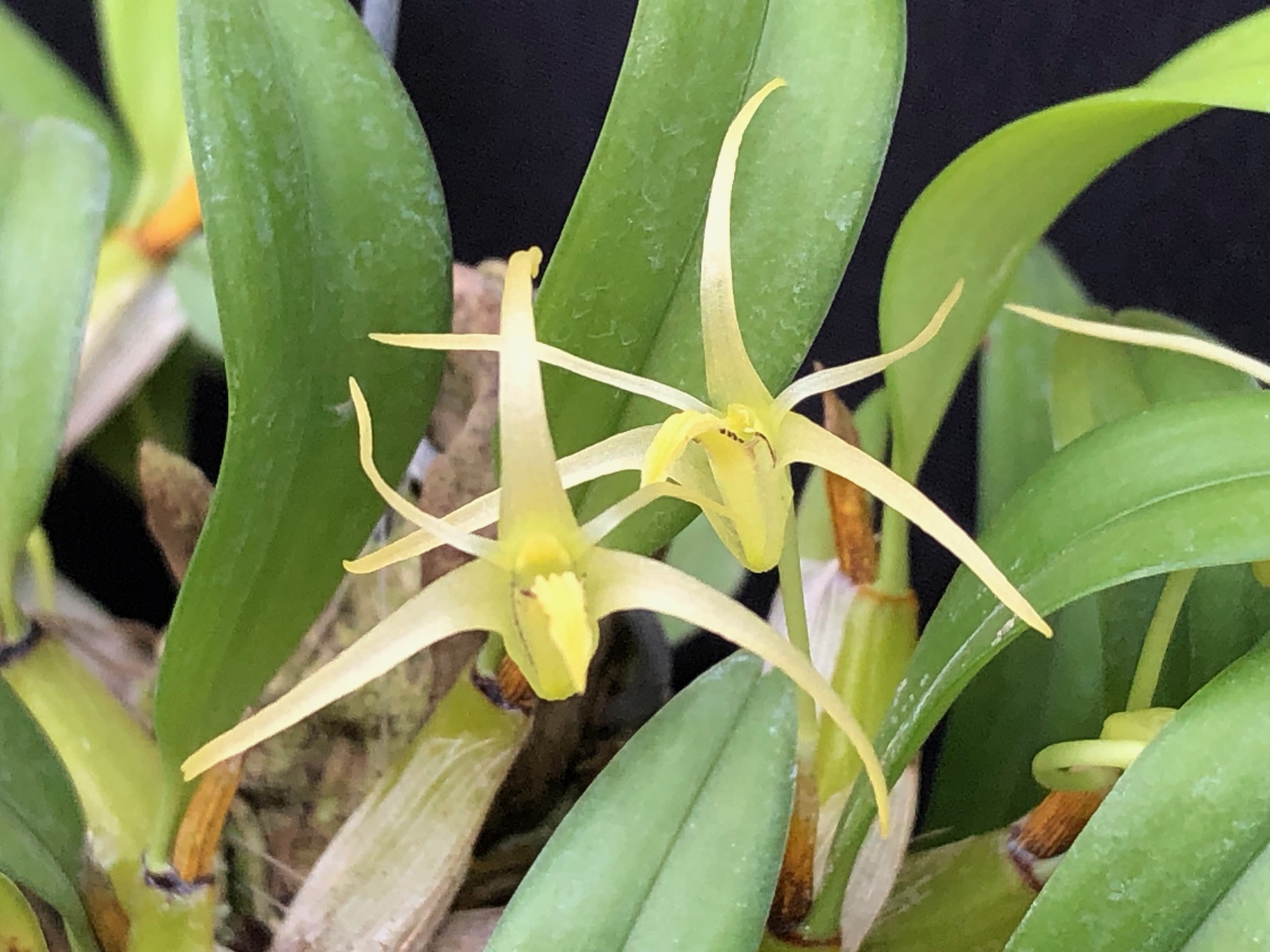 eria-sp