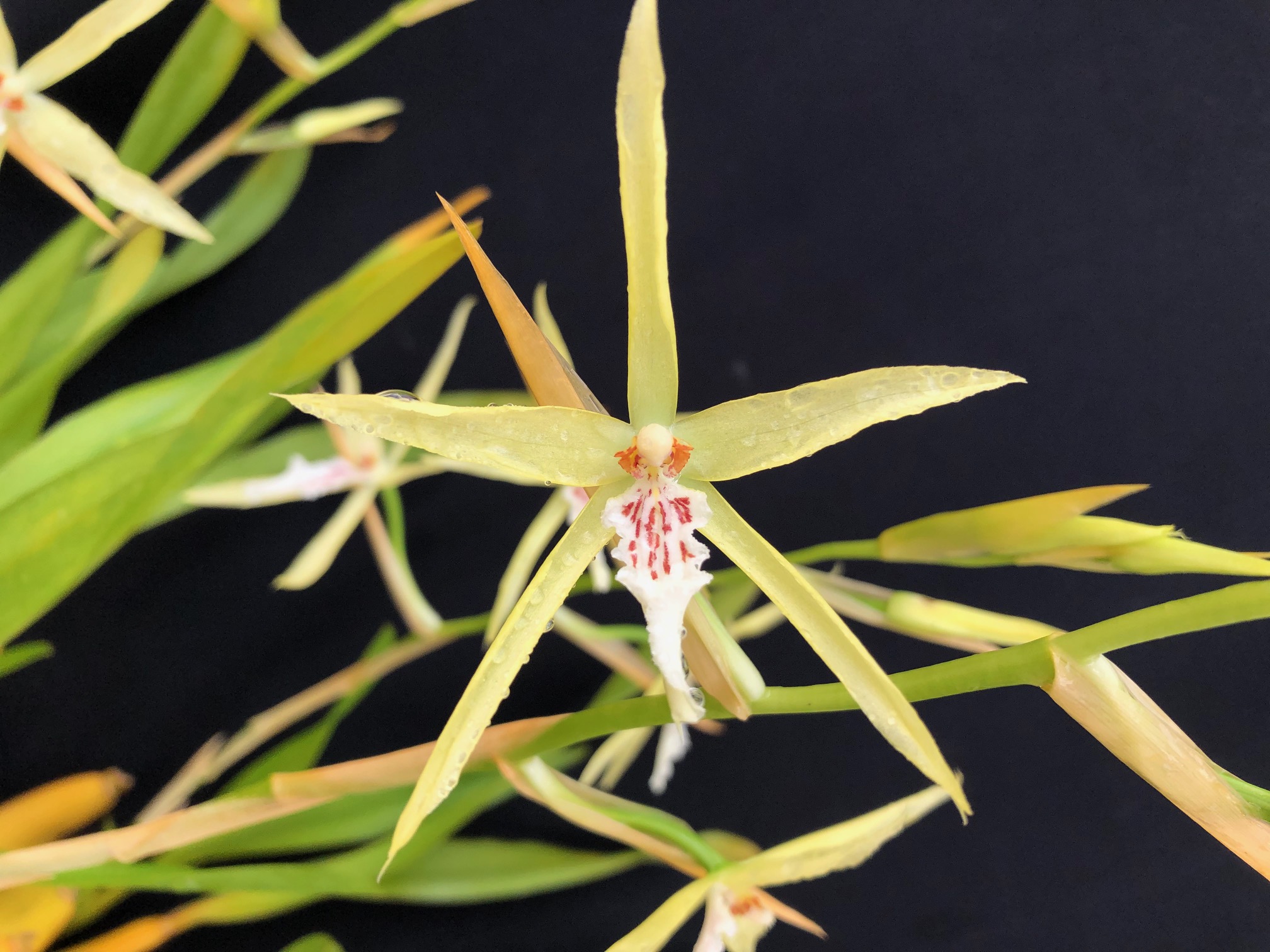 miltonia-flaveacens