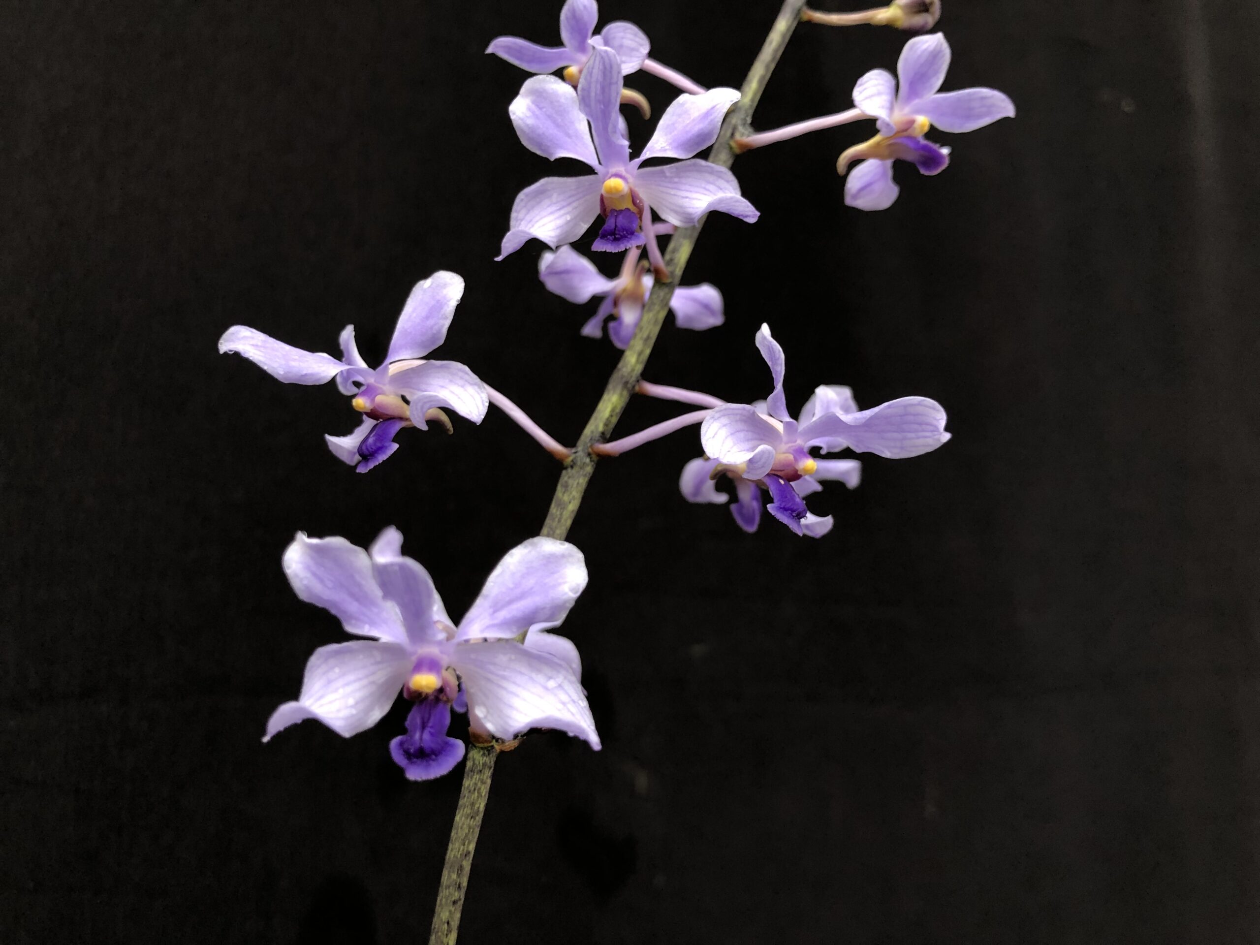v-coerulescens-flower