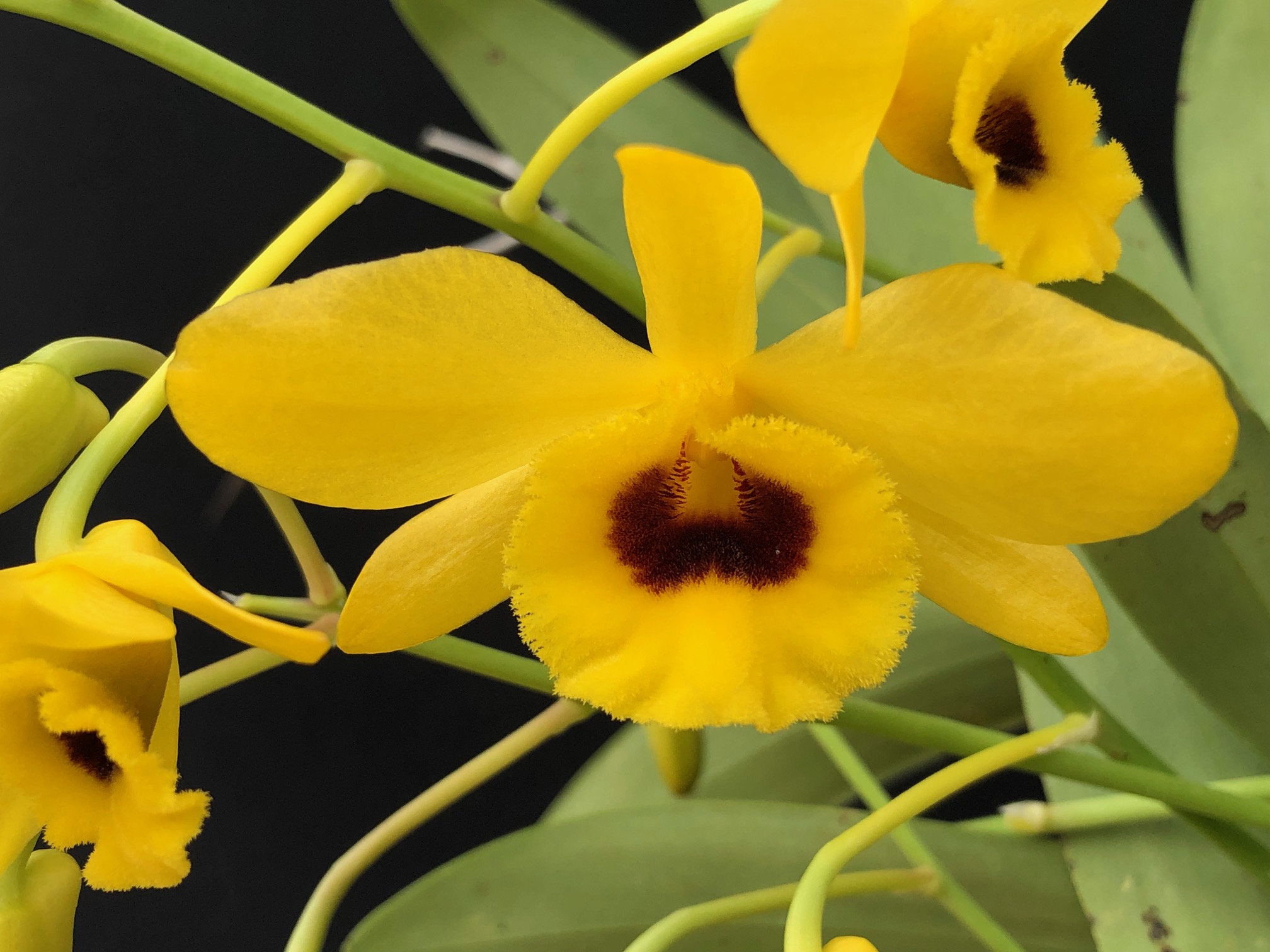 den-chrysotoxum-suavissimum-2023-6