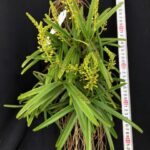 v-miniata-2023-big-3