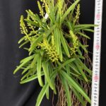 v-miniata-2023-big-3