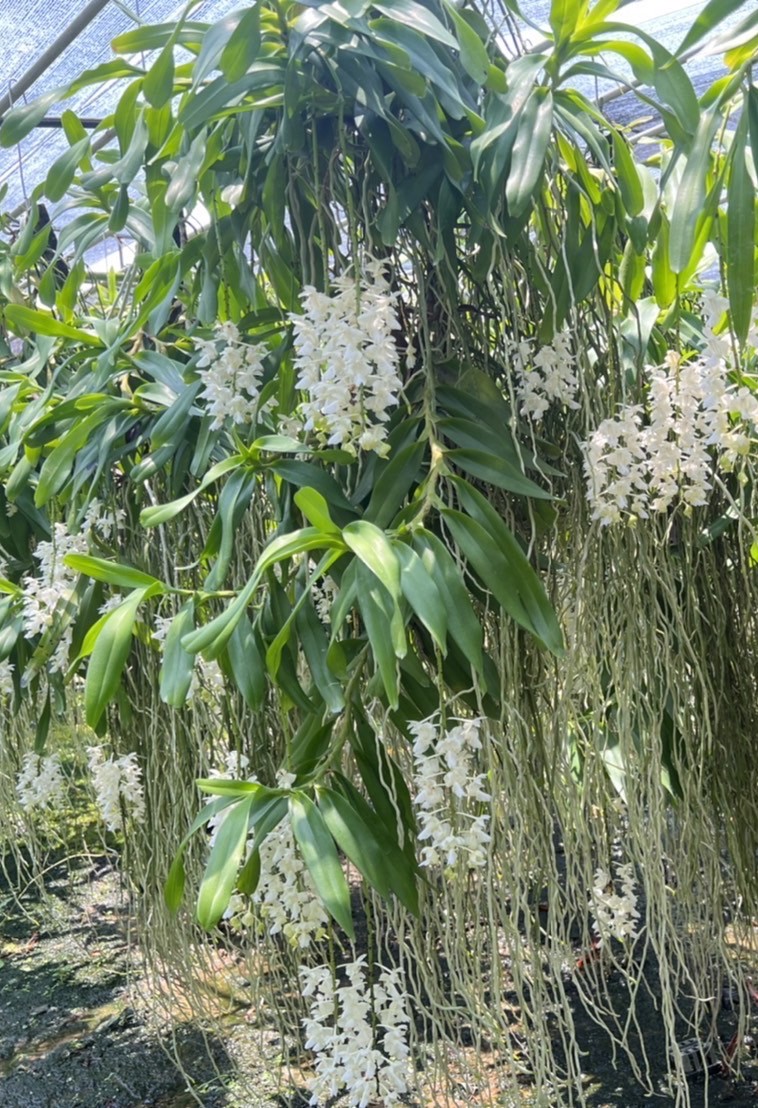 aerides-falcata-alba