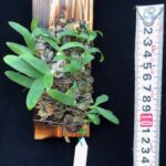 bulb-polliculosum-2023-7