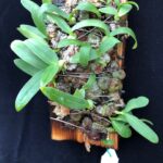 bulb-polliculosum-2023-7