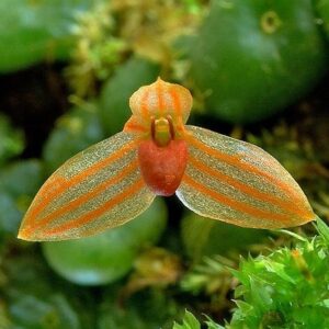 bulbophyllum-miniliforme-2023-7