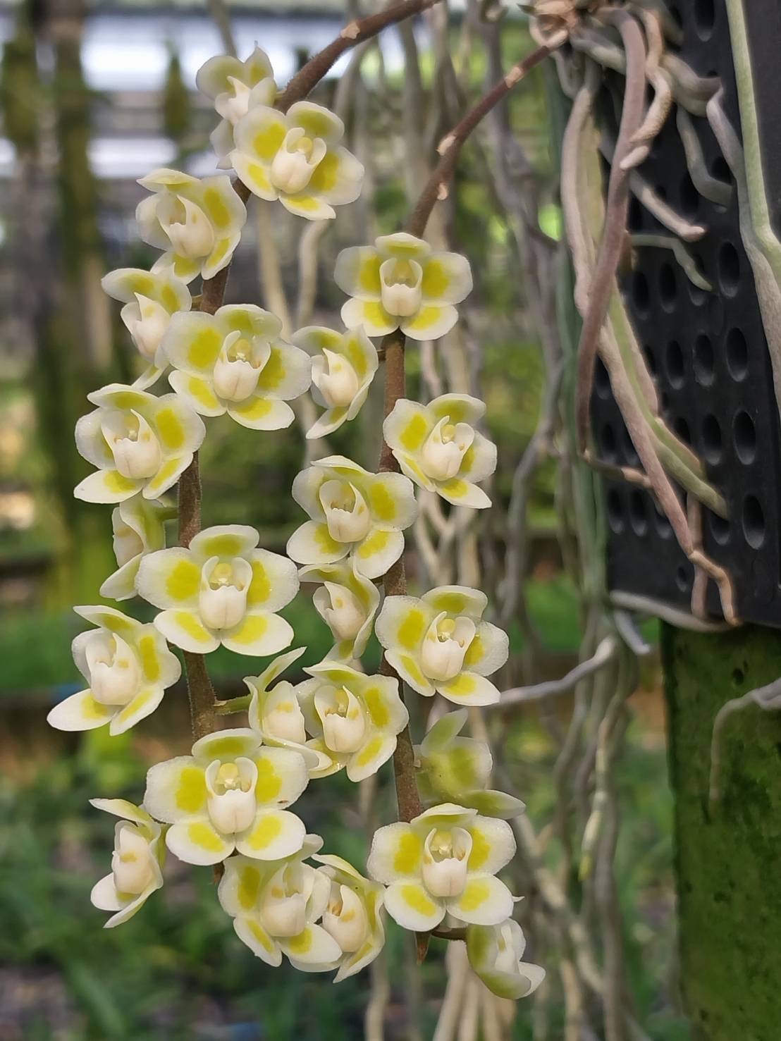 chiloschista-viridiflava-big-2