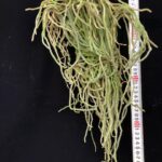 chiloschista-viridiflava-big-2
