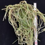 chiloschista-viridiflava-big-2
