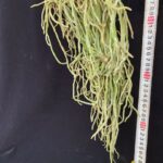 chiloschista-viridiflava-big-2