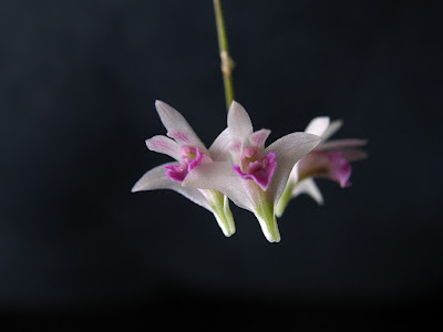 dendrobium-microbulbon