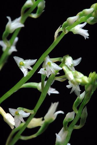 eria-perpusilla