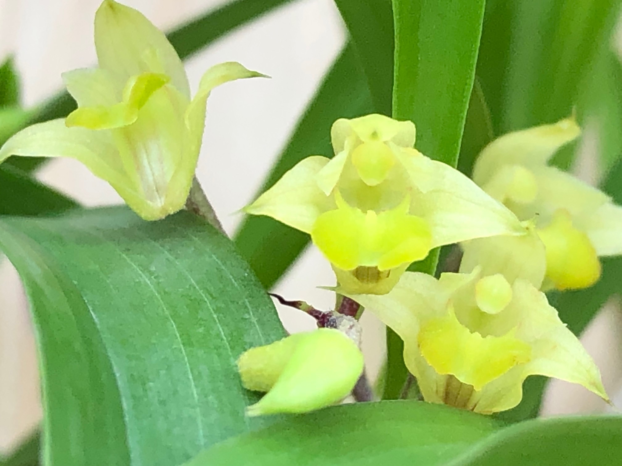 eria-sp-myanmar