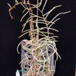microcaelia-cornuta