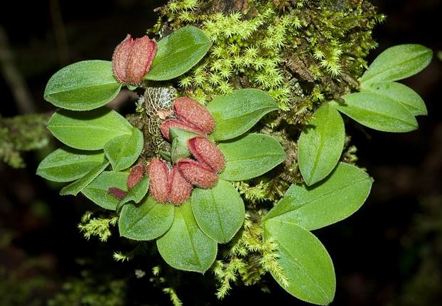 porpax-grandiflora