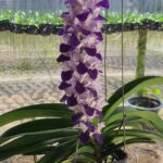 rhy-coelestis-2023-7