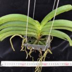 rhy-coelestis-2023-7
