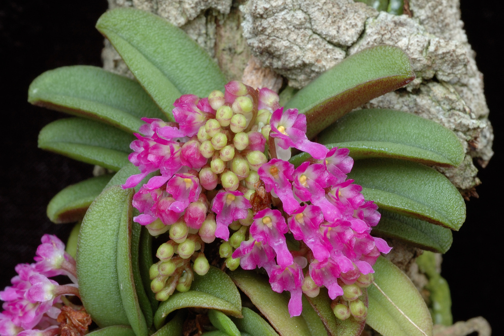 schoenorchis-fragrans2023-7