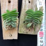schoenorchis-fragrans2023-7