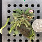 schoenorchis-tixieri