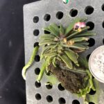 schoenorchis-tixieri