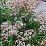 v-lamellata-2023
