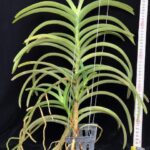 v-lamellata-2023