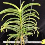v-lamellata-2023