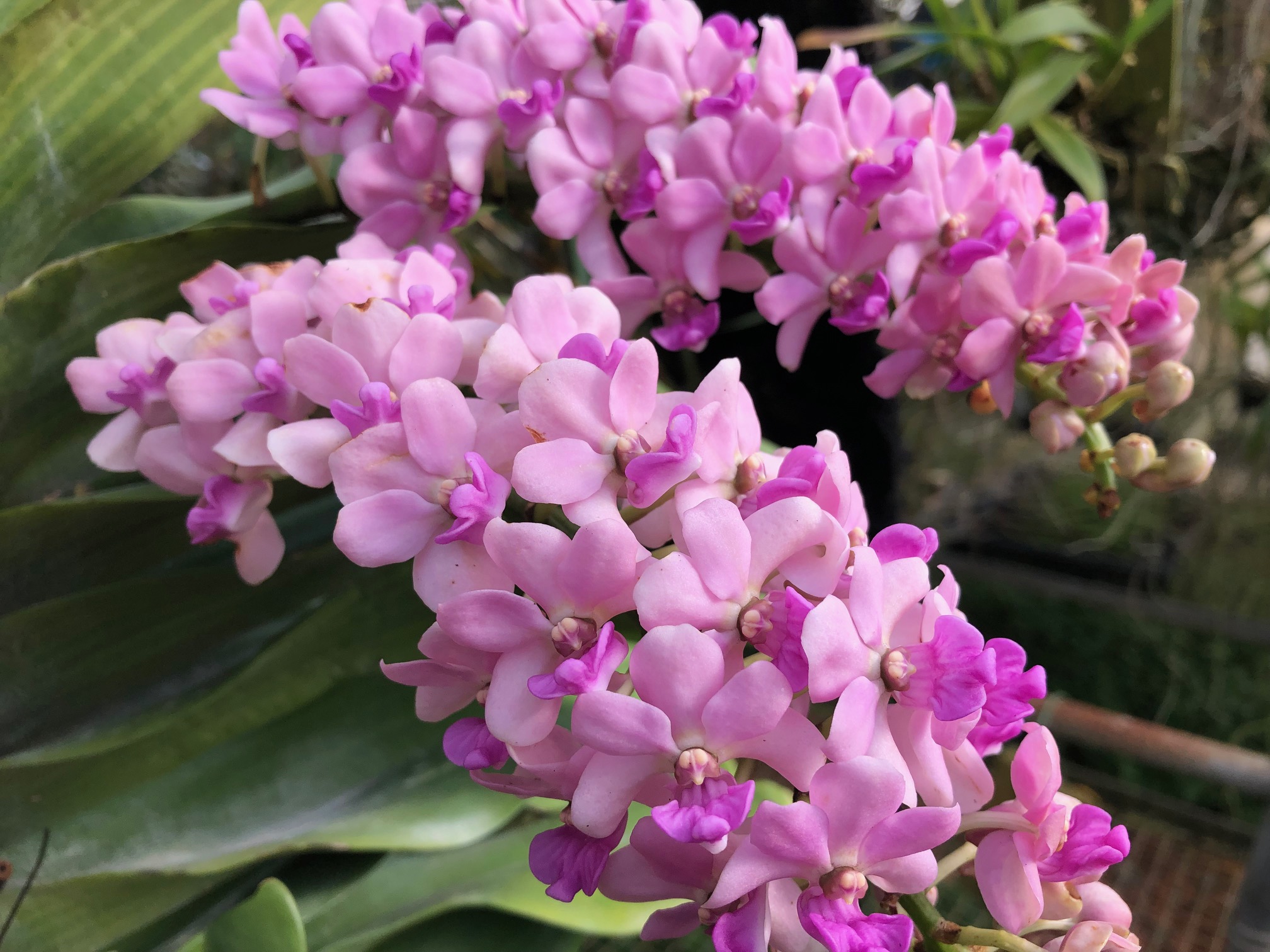 rhy-gigantea-pink-2023-select-1