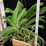 rhy-gigantea-red-select-2023-7