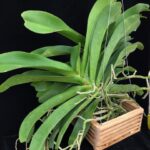 rhy-gigantea-red-select-2023-7