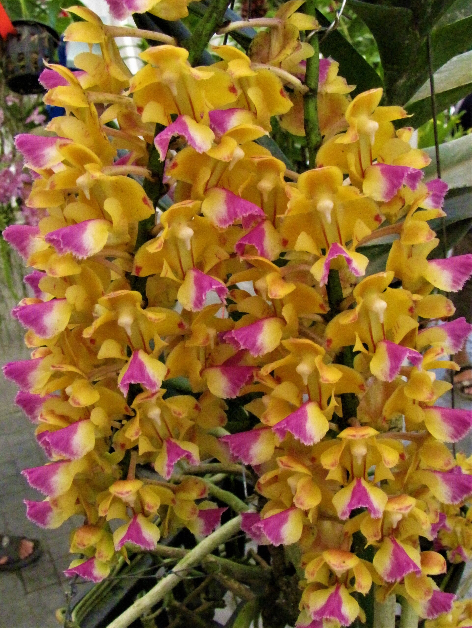 aerides-houlletiana-2024-2-6