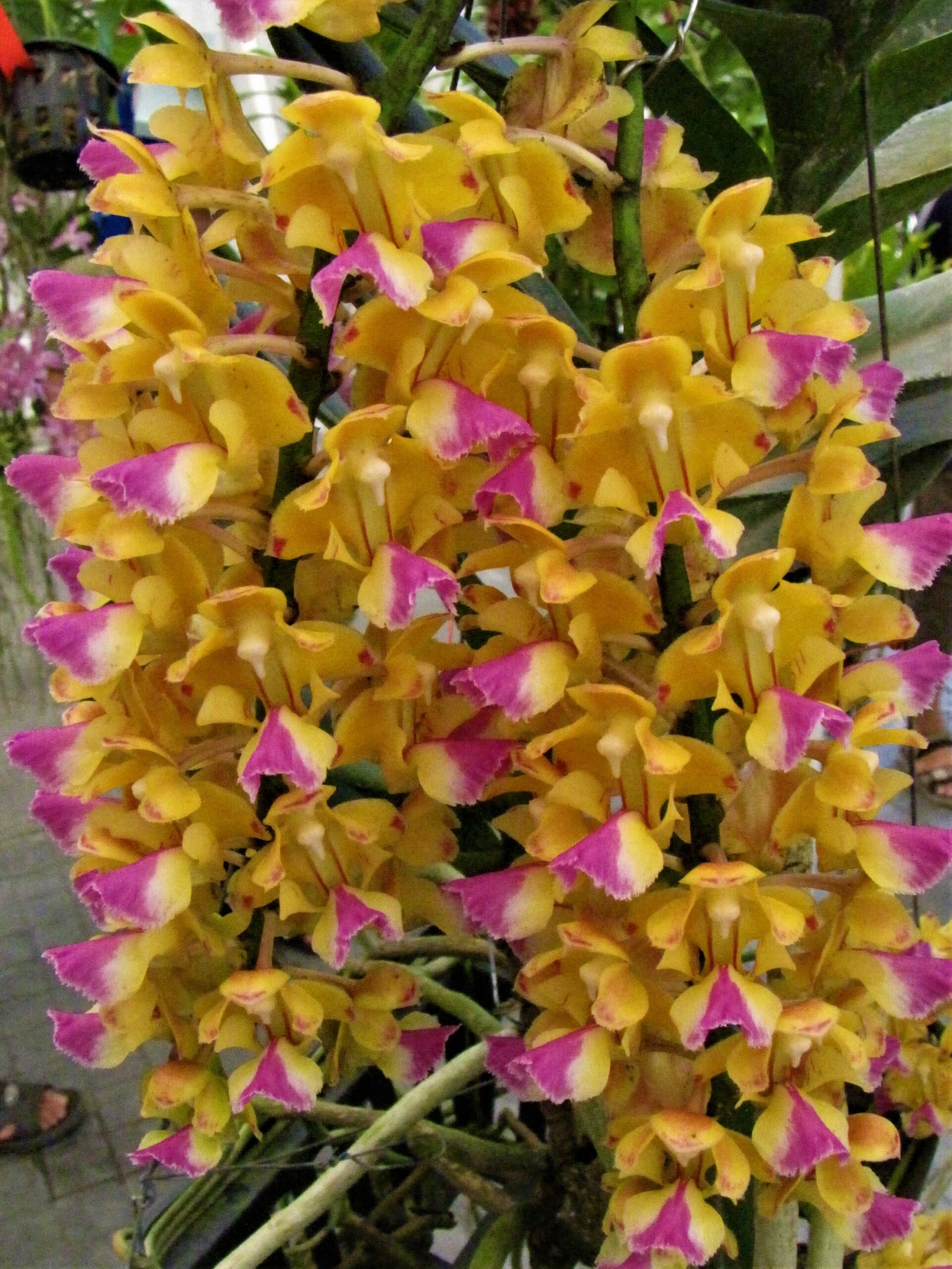 洋蘭原種(348) 希少種 Vanda pumla バンダ プミラ｜花